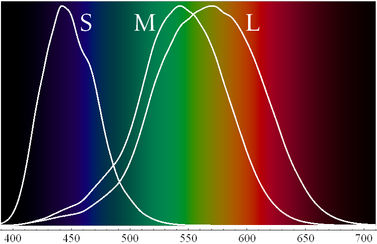 Human vision cone spectrum