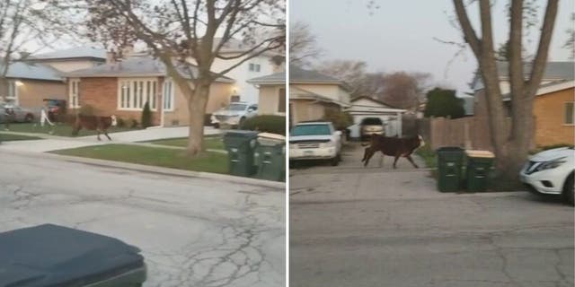 cow runs in chicago street