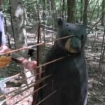 Are Pulleys and Wheels Necessary for Bear Hunting? Are Pulleys and Wheels Necessary for Bear Hunting?