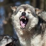 Yellowstone National Park tourist uses spray to ward off a wolf following him in crazy video