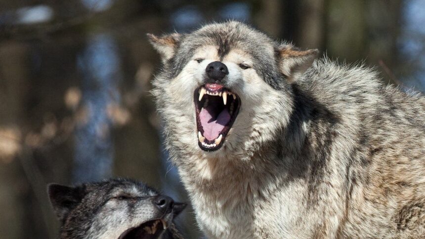 Yellowstone National Park tourist uses spray to ward off a wolf following him in crazy video
