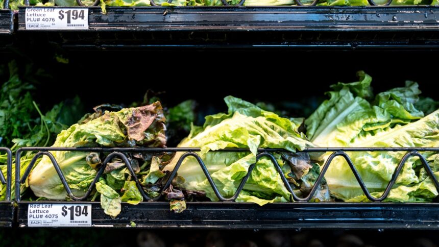 Massive lettuce-linked outbreak expands to 3 more states with over 11,000 illnesses