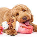 Dunkin’ opened its first-ever dog drive-thru with treats and toys for pups on National Dog Day