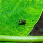 Laser-wielding mosquito killer hits market promising to track and zap backyard pests midair