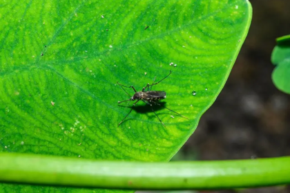 Laser-wielding mosquito killer hits market promising to track and zap backyard pests midair