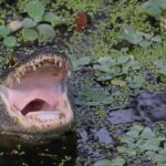 Triathlete who survived alligator attack tells harrowing story of his escape: ‘I got super lucky’