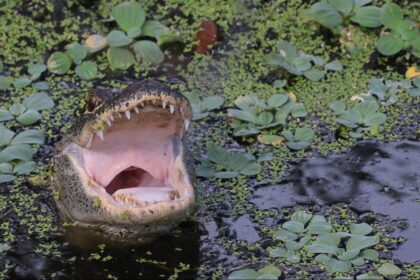 Triathlete who survived alligator attack tells harrowing story of his escape: ‘I got super lucky’