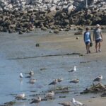 Shark sightings surge along southern Maine coast as experts explain what’s driving the spike