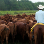 Trump goes after the companies ranchers blame for the beef price squeeze