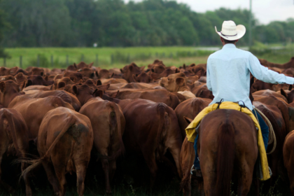 Trump goes after the companies ranchers blame for the beef price squeeze
