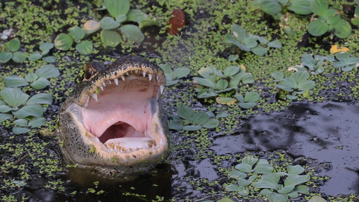 DELRAY BEACH, FLORIDA - JUNE 27:An alligator populates the Wakodahatchee Wetlands on June 27, 2022 in Delray Beach, Florida. (Photo by Bruce Bennett/Getty Images)