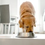 Nearly 2,000 pounds of pet food recalled over salmonella, listeria risk