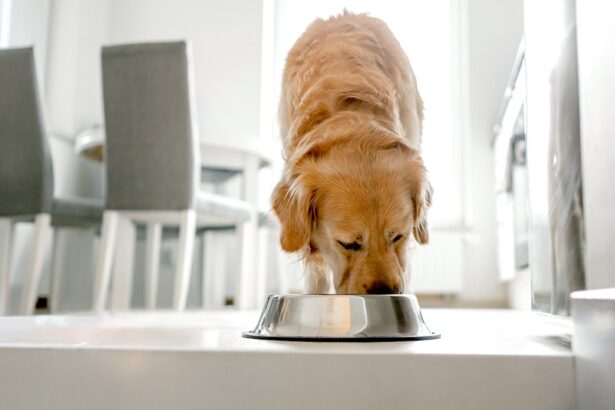 Nearly 2,000 pounds of pet food recalled over salmonella, listeria risk