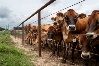 US farmer pushes for one major change as imported beef debate heats up