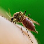 Deadly mosquito-borne virus claims first life in major US city as cases spread
