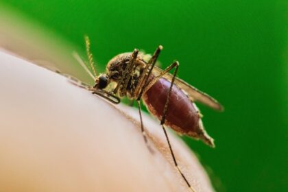 Deadly mosquito-borne virus claims first life in major US city as cases spread