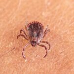 Scientists discover new tick-borne virus after testing thousands of patients with mysterious illnesses
