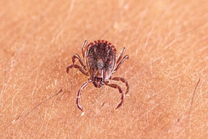 Scientists discover new tick-borne virus after testing thousands of patients with mysterious illnesses
