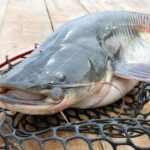 West Virginia angler lands 72.75-pound blue catfish to set new state record on the Ohio River