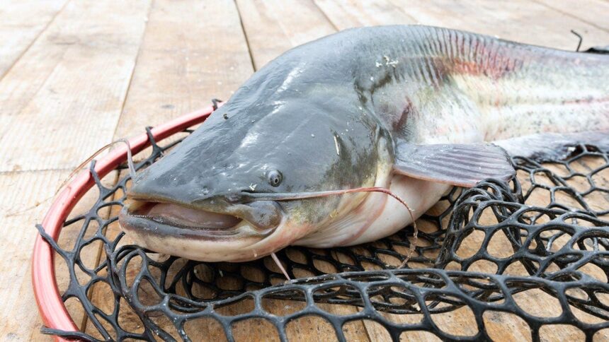 West Virginia angler lands 72.75-pound blue catfish to set new state record on the Ohio River