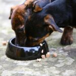 Dog supplements recalled over potential salmonella contamination