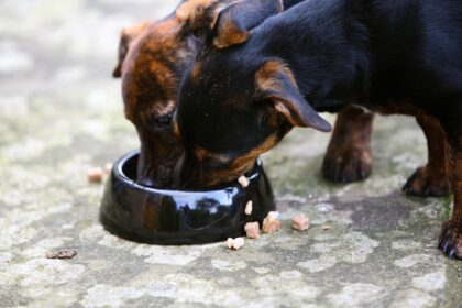 Dog supplements recalled over potential salmonella contamination