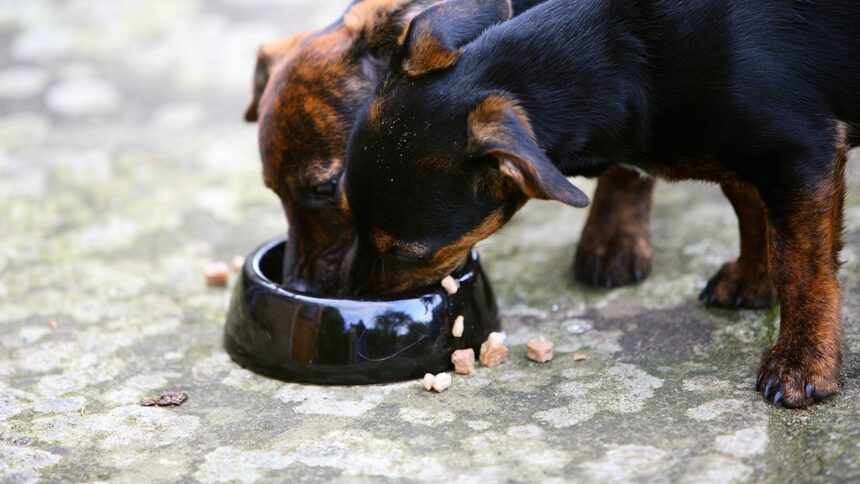 Dog supplements recalled over potential salmonella contamination