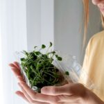 Broccoli sprouts linked to salmonella outbreak recalled after 22 are sickened