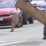 Mountain lion caught on camera evading capture in San Francisco before being tranquilized, released