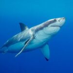 ‘Devoted’ father and grandfather-to-be swimming at popular beach killed in suspected fatal shark attack