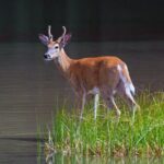 Bass angler couldn’t use LiveScope, so he followed whitetail deer to find the fish instead