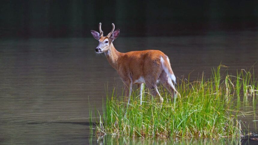 Bass angler couldn’t use LiveScope, so he followed whitetail deer to find the fish instead