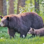 Momma bear teaches her cub the fine art of ripping open a truck bed cover in a parking lot