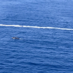 At least 40 rescued, 2 dead as boat capsizes after machete fight near Puerto Rico