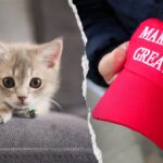 NYC kitten rescue defends ‘NO F—ING MAGA’ adoption policy as PETA calls for it to be abolished