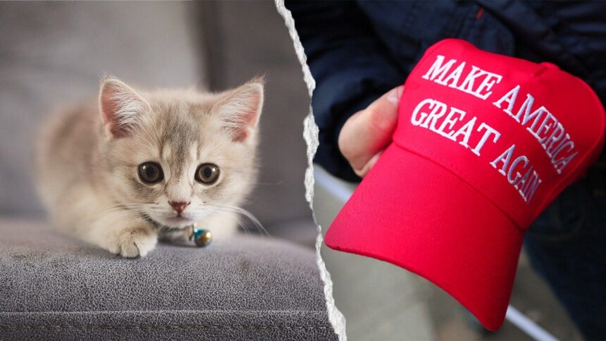 NYC kitten rescue defends ‘NO F—ING MAGA’ adoption policy as PETA calls for it to be abolished
