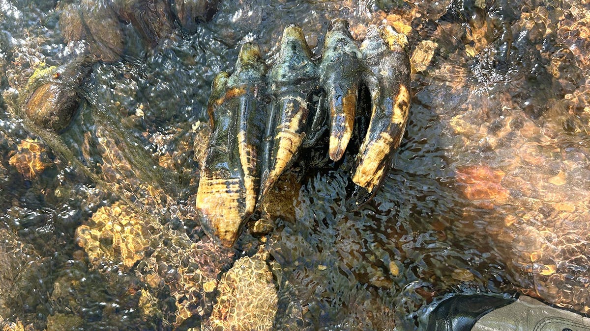 Mastodon molar in creek