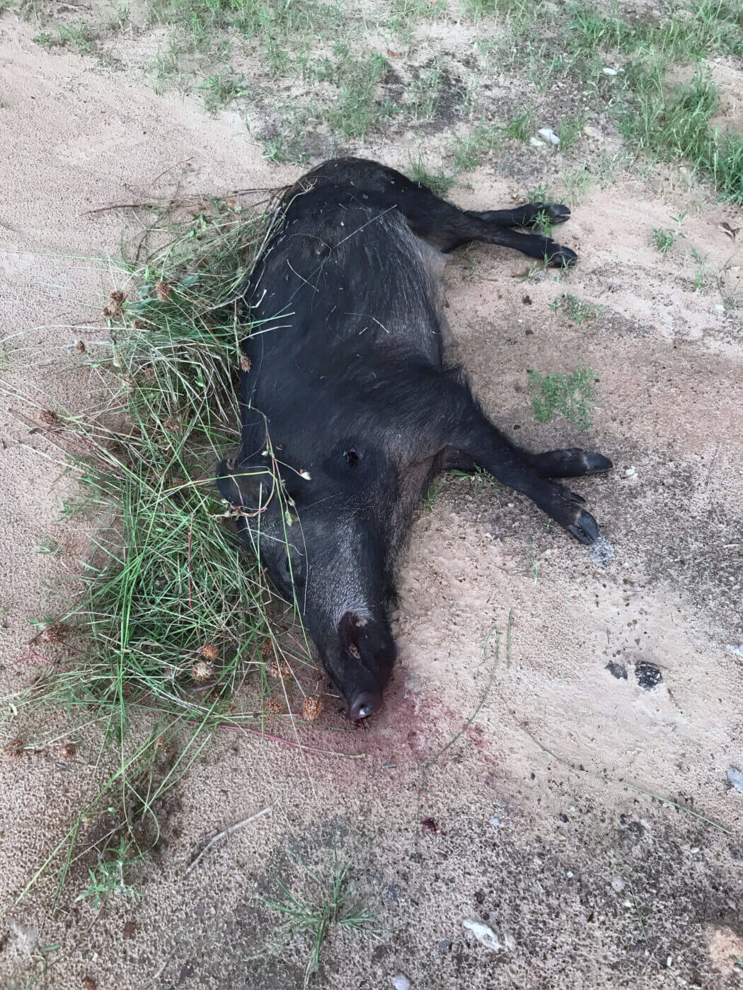 A feral hog taken in the author's tall clover field with his M1A for hog hunting and Sightmark Wraith combo. He spotted the hog's ears and tail poking above four-foot clover on a walk to the mailbox. A quick switch to day mode on the Wraith and the SOCOM 16 CQB did the rest.