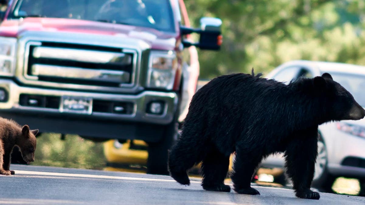 Black bear with cubs crossing a street in Yellowstone National Park.