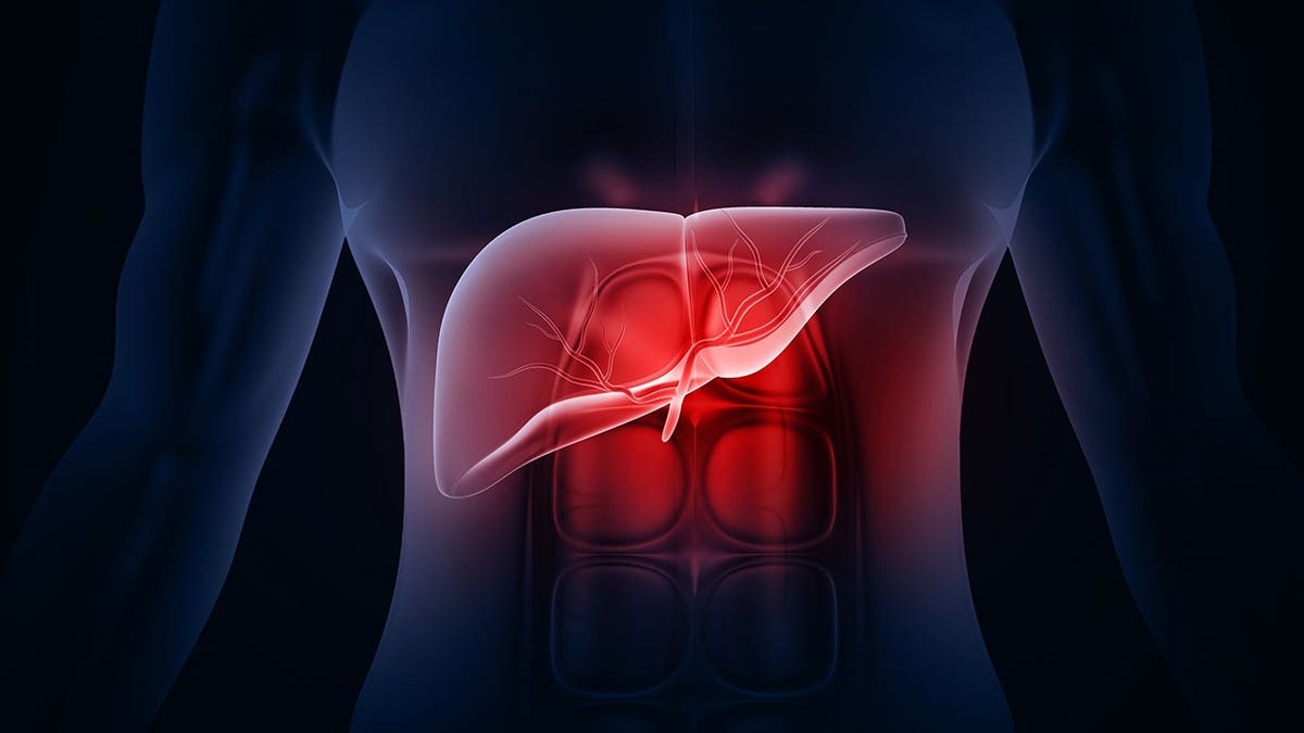 Human liver illustration on dark blue background
