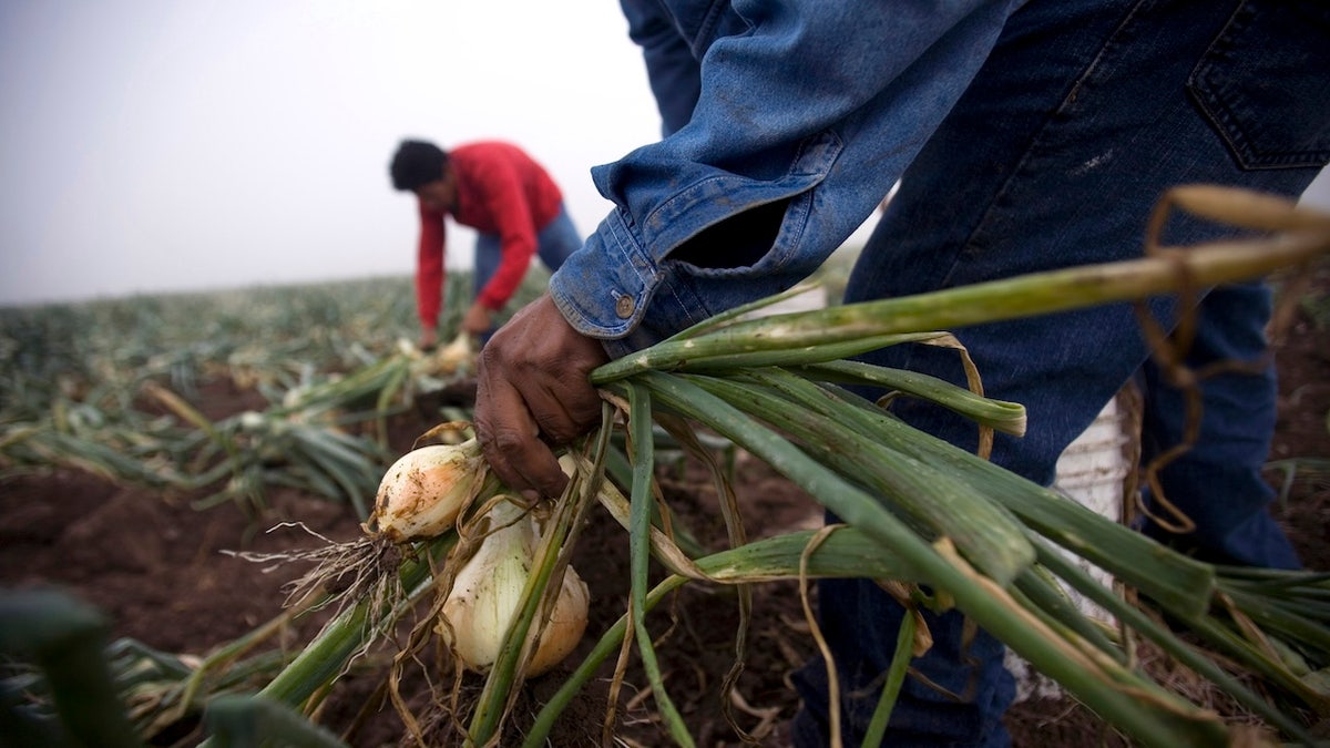 Farm workers in Texas