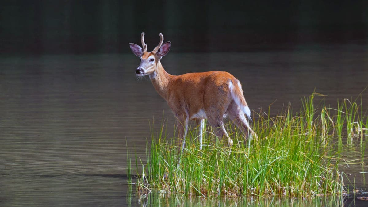 Young buck with velvet-covered antlers stands in shallow lake water.