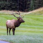 Viral video shows massive elk smash car window with brute force in Colorado