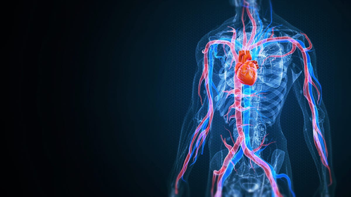 human body with heart and cardiovascular circulatory highlighted in red and blue